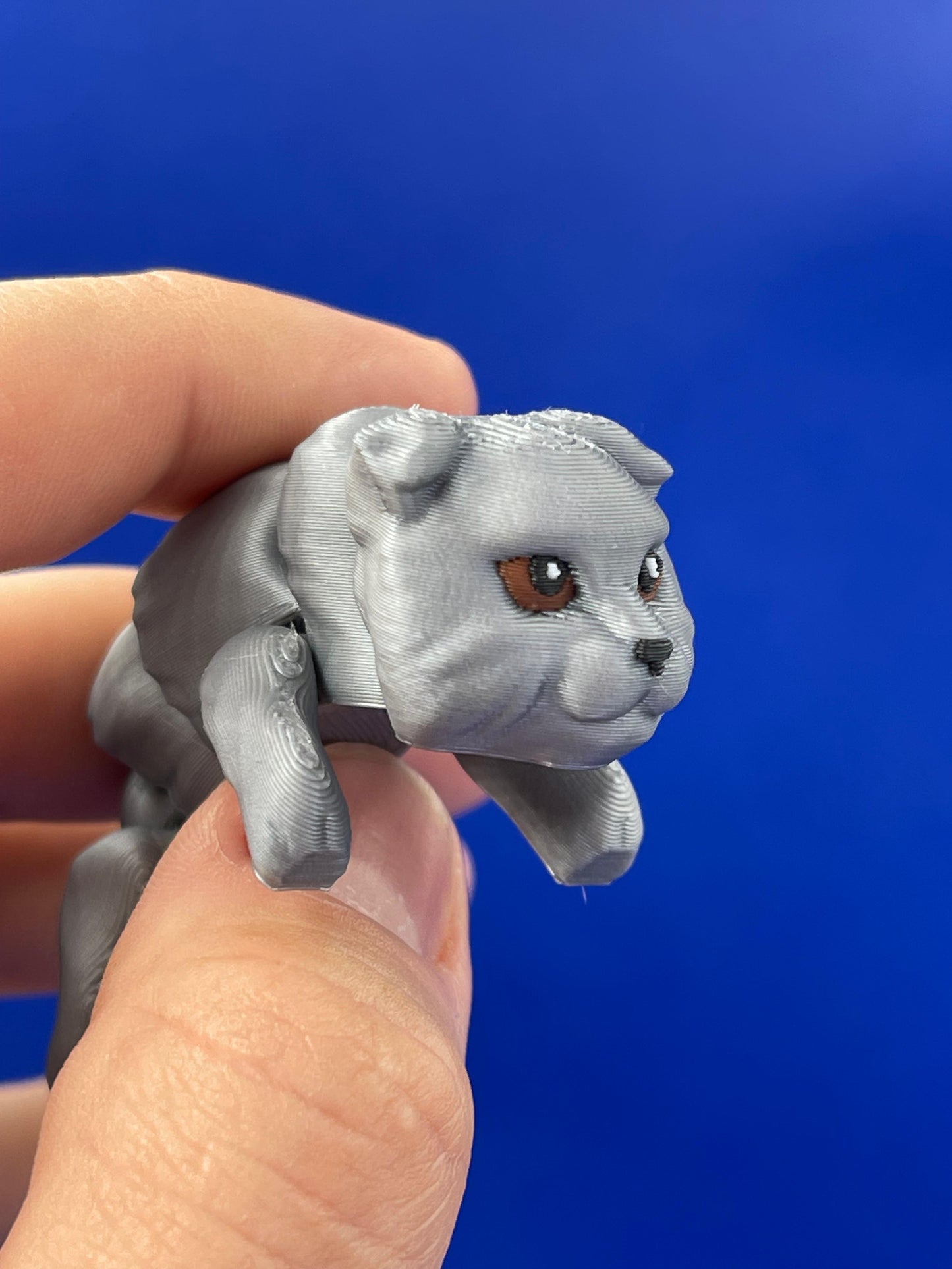 Breloc Scottish Fold